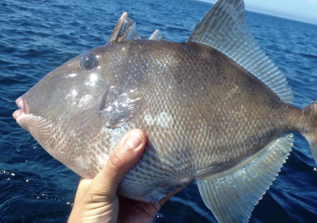 Pesca do Peroá pode ser proibida